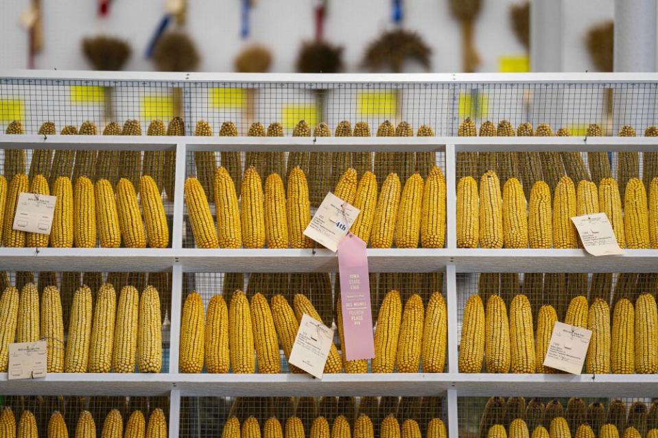 Cobs of corn are judged in the agriculture building on Aug. 10.<span class="copyright">Al Drago—Bloomberg/Getty Images</span>