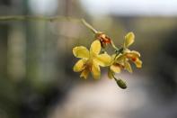 The Wider Image: Taiwan plant hunters race to collect rare species before they are gone