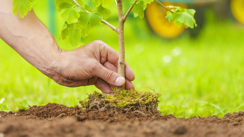 árbol, impacto, medio ambiente