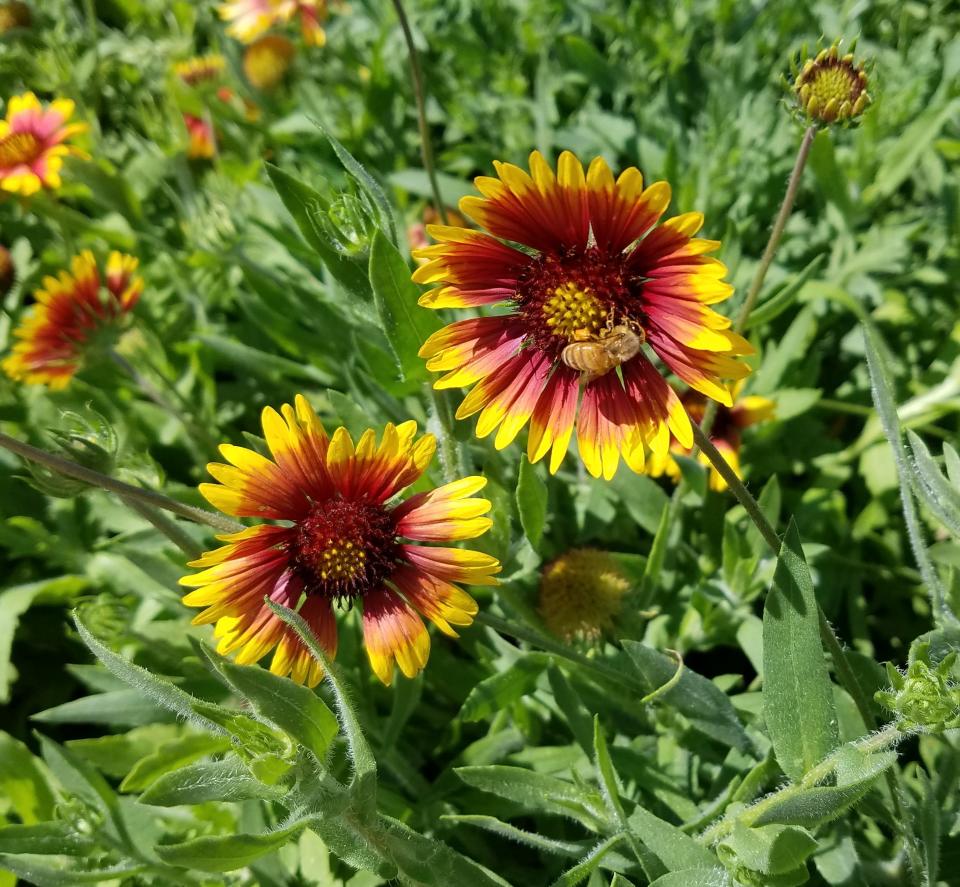 Add color to a sunny spot with gaillardia.