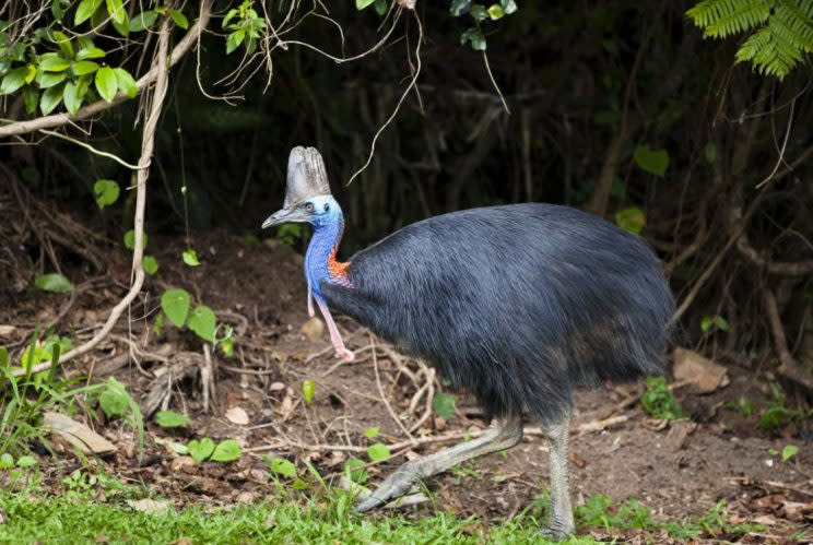 A cassowary in its native Queensland, Australia (Rex)