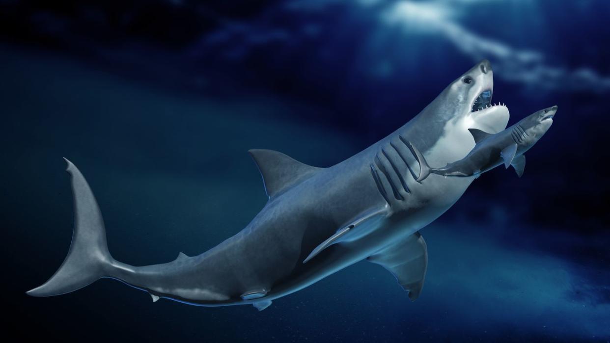 megalodon and shark, illustration