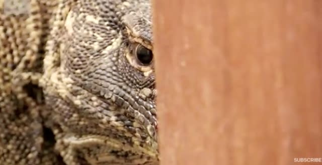 BBC cameraman on Plant Earth II finds Komodo dragon in hotel bathroom