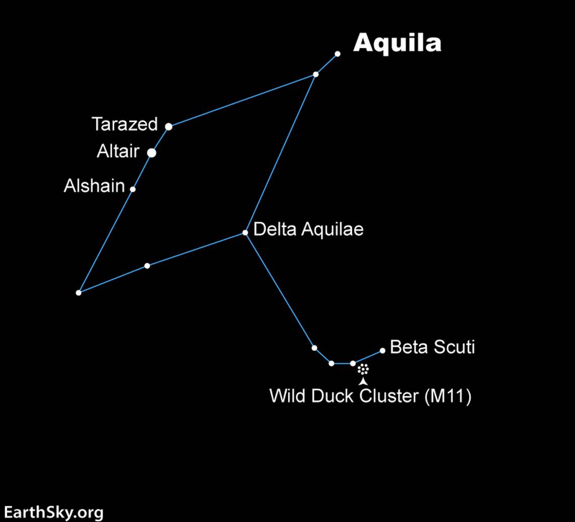 Aquila the Eagle is home to the star Altair, which is one of the corners of the Summer Triangle. You can also use Aquila to starhop your way to the Wild Duck Cluster in Scutum.