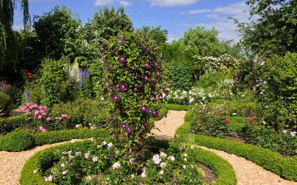 A widening gene pool has extended the colour range of clematis