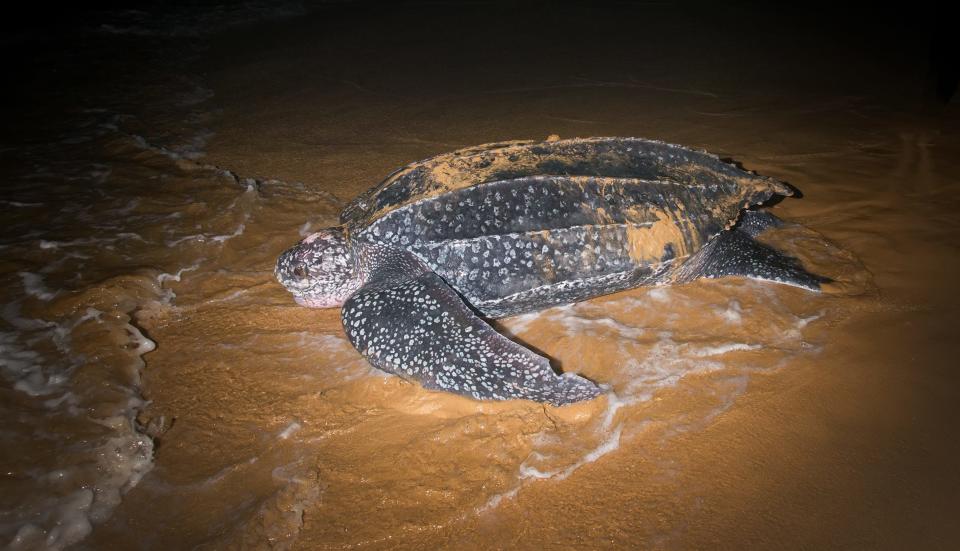 A Leatherback sea turtles are the biggest turtles in the world.