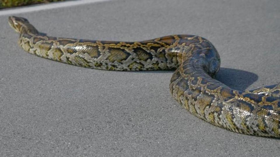 El video de una enorme pitón birmana cuando atravesaba Main Park Road, la principal carretera del Parque Nacional de los Everglades, en Homestead, se convirtió en viral.