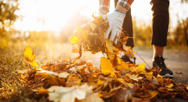 Ramasser les feuilles