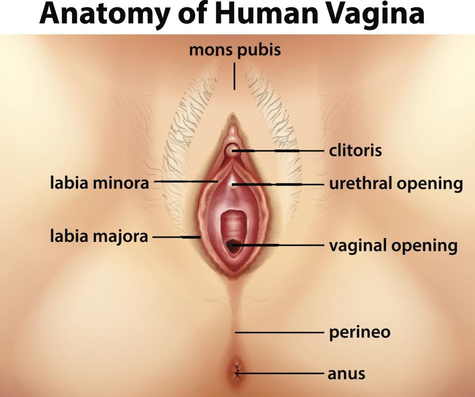 diagram showing anatomy of human vagina illustration