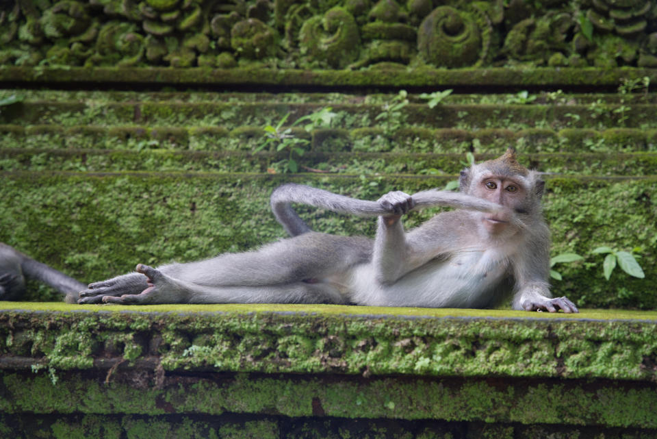 This monkey strikes a pose and puts on a show in ‘The Rainforest Dandy’, captured in Bali. (Delphine Casimir/Comedy Wildlife 2023)