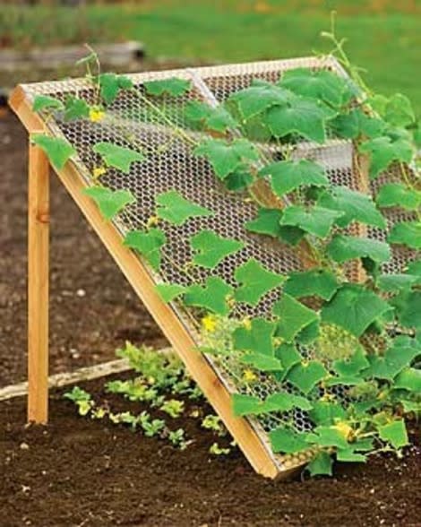 Cucumber Trellis/Lettuce Shade 