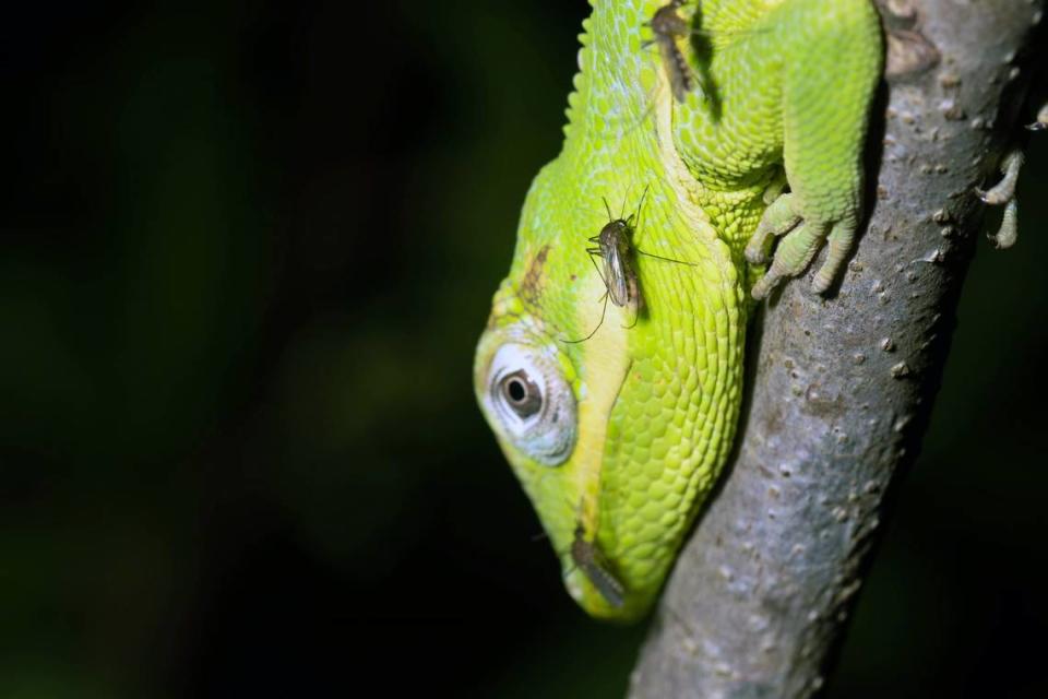 A culex mosquito feeding on an invasive lizard species in Florida.