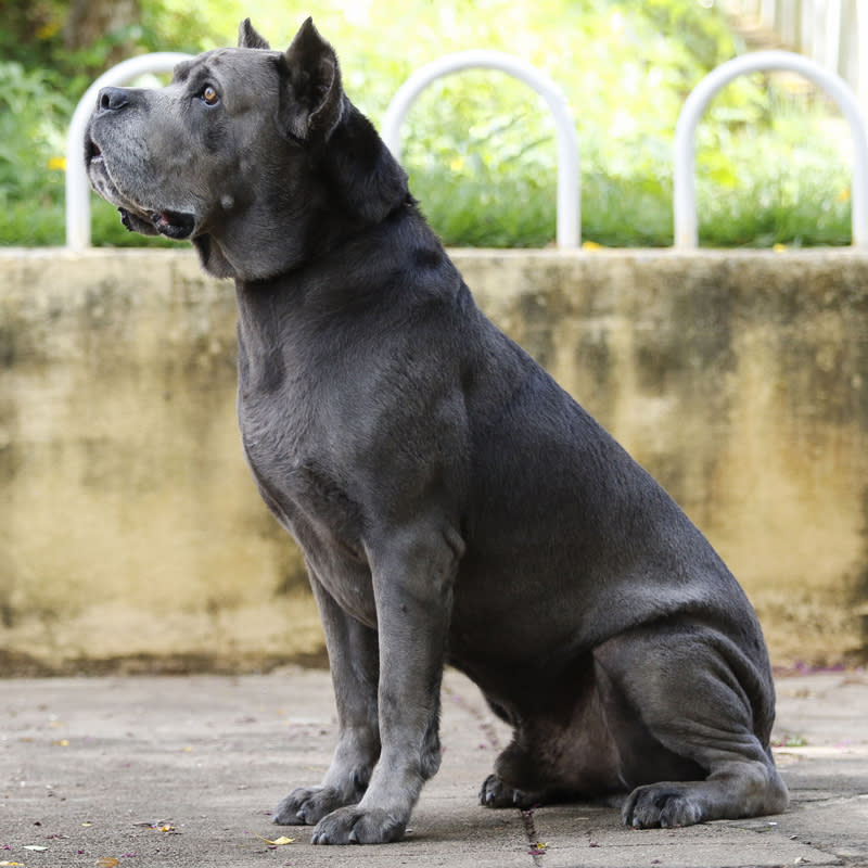 14ème chien préféré des Français : le Chien de Cour Italien (ou Cane Corso)