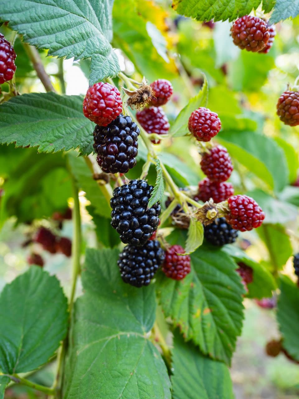 6) Blackberries