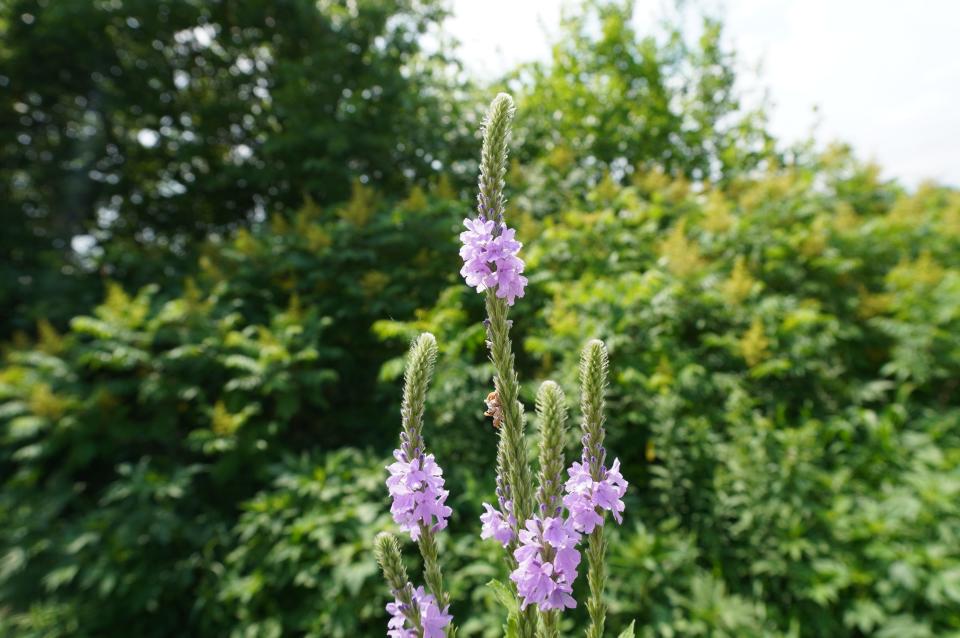 Purple vervain at the Kansas Landscape Arboretum.