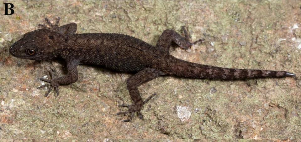 An adult Cnemaspis persephone, or Anaimalai ground-dwelling dwarf gecko.