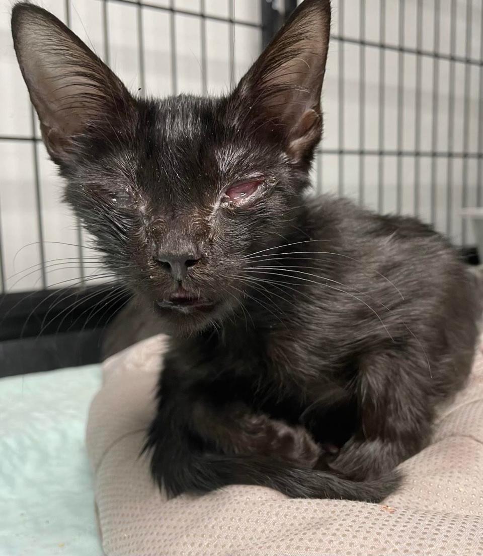 Almost 90 cats came to HOPE for Brevard over the past week, a nonprofit rescue in Melbourne. Many are suffering from eye or upper respiratory infections.