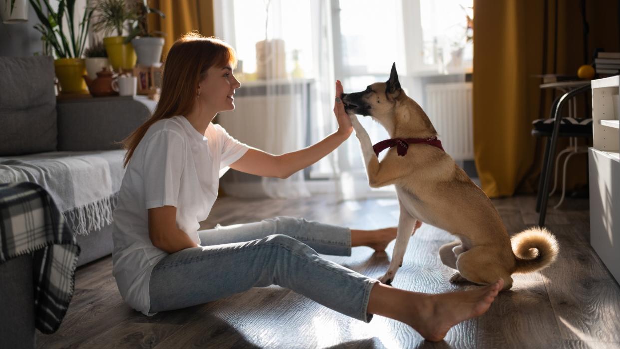 Side view of barefoot lady giving snack to obedient dog after successful high five on floor at home.