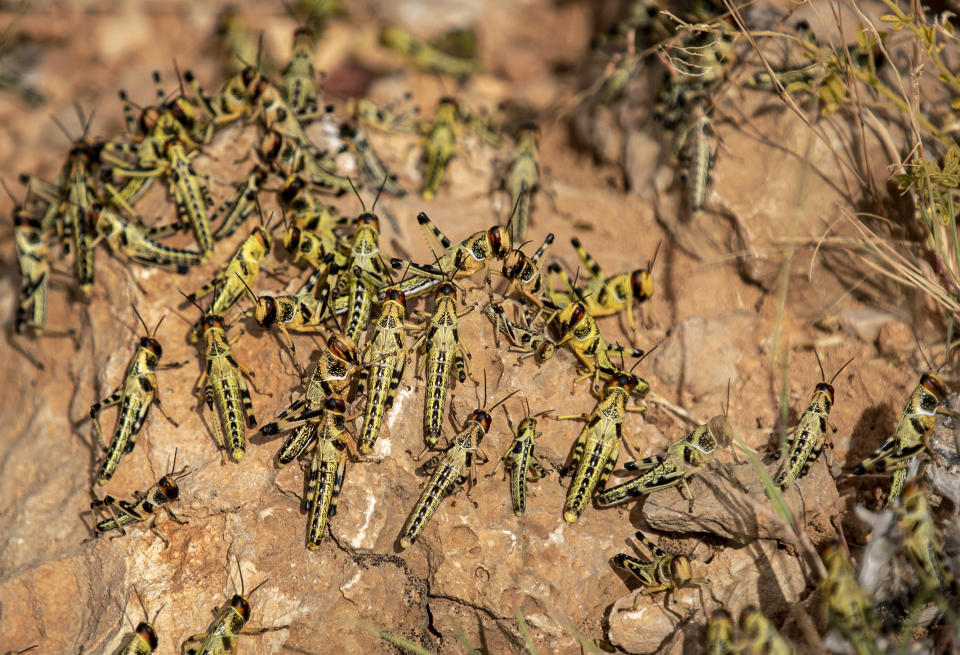 In this photo taken Wednesday, Feb. 5, 2020, young desert locusts that have not yet grown wings crowd together on a rock in the desert near Garowe, in the semi-autonomous Puntland region of Somalia. The desert locusts in this arid patch of northern Somalia look less ominous than the billion-member swarms infesting East Africa, but the hopping young locusts are the next wave in the outbreak that threatens more than 10 million people across the region with a severe hunger crisis. (AP Photo/Ben Curtis)