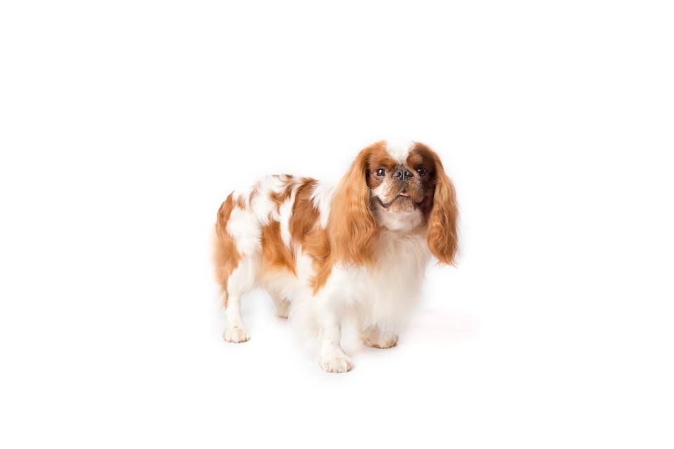 English toy spaniel (Courtesy of the AKC)