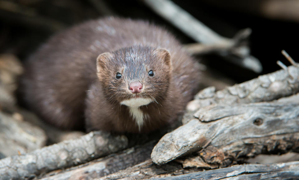 Mink animal