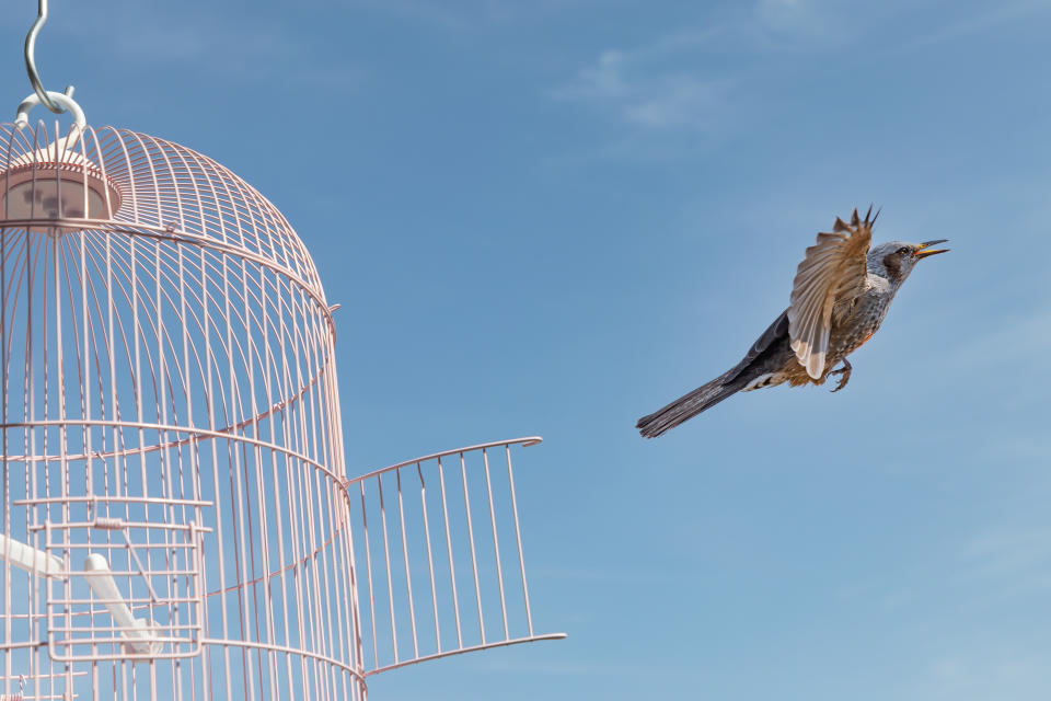 A bird flies out of a cage.