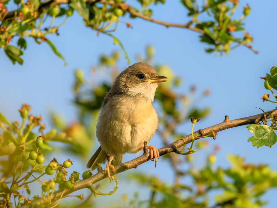 Young Whitethroat