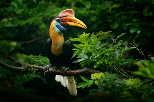 <span class="caption">A knobbed hornbill in tropical forest, Sulawesi, Indonesia.</span> <span class="attribution"><a class="link " href="https://www.shutterstock.com/image-photo/knobbed-hornbill-rhyticeros-cassidix-sulawesi-indonesia-709941331?src=44c420db-5991-4038-8ac3-7f79723329a8-1-2" rel="nofollow noopener" target="_blank" data-ylk="slk:Ondrej Prosicky/Shutterstock;elm:context_link;itc:0;sec:content-canvas">Ondrej Prosicky/Shutterstock</a></span>