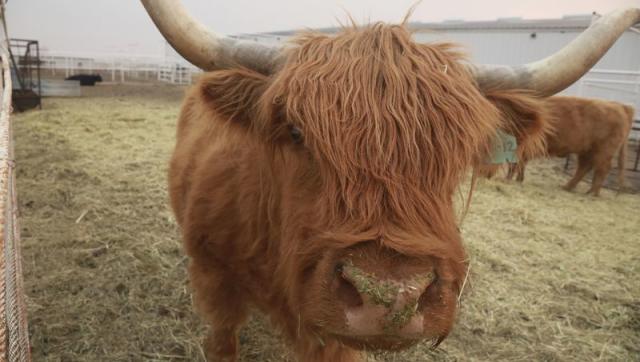 Highland Cattle - The Livestock Conservancy