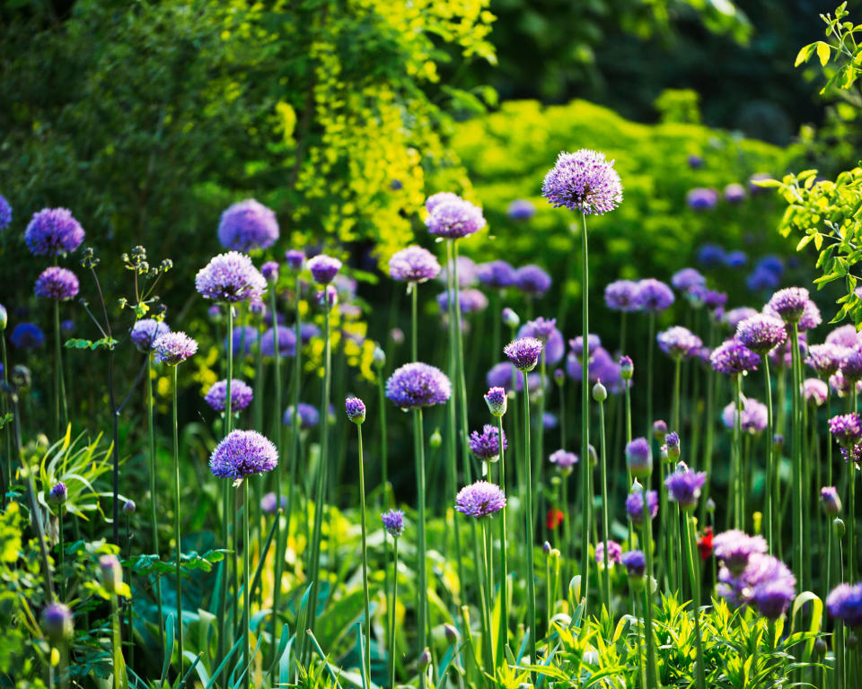 purple alliums