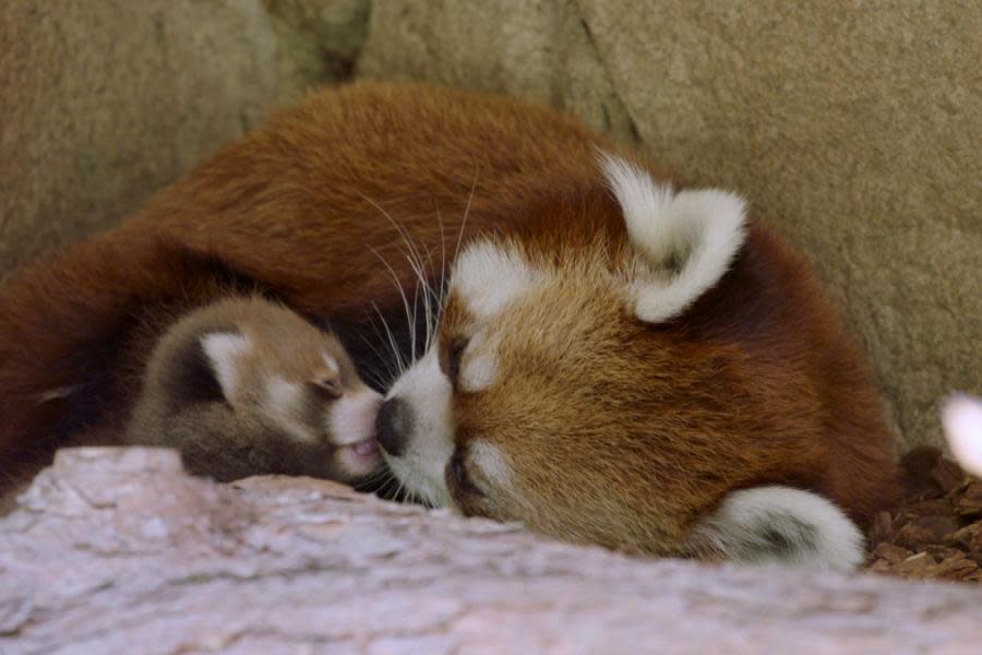 Nace panda rojo en el San Diego Zoo