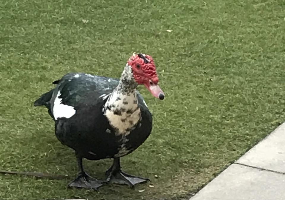 This Muscovy duck has been hanging out at Minnesota Twins camp. (Tim Brown/Yahoo Sports)