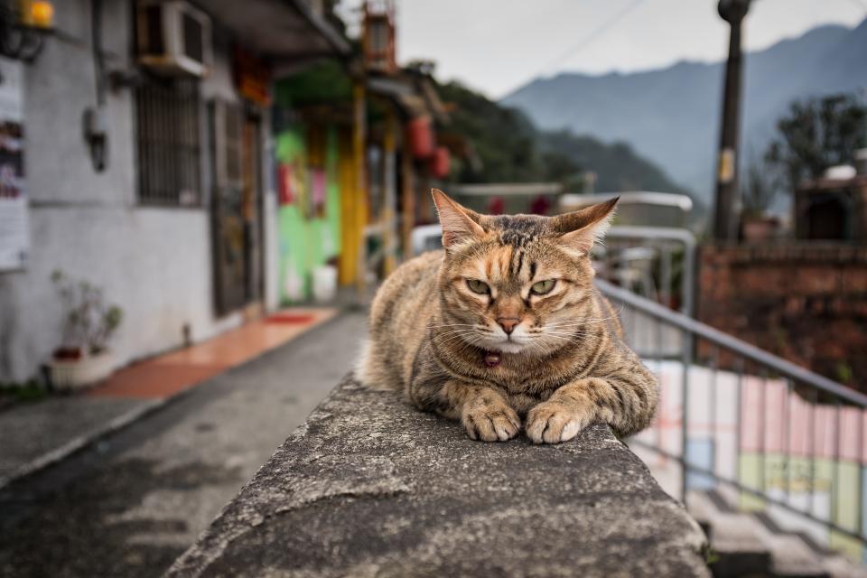台灣街頭存在為數不少的流浪貓，如果不能收編帶回家，其實還有很多方式能對他們伸出援手。（圖片來源／Getty Images）