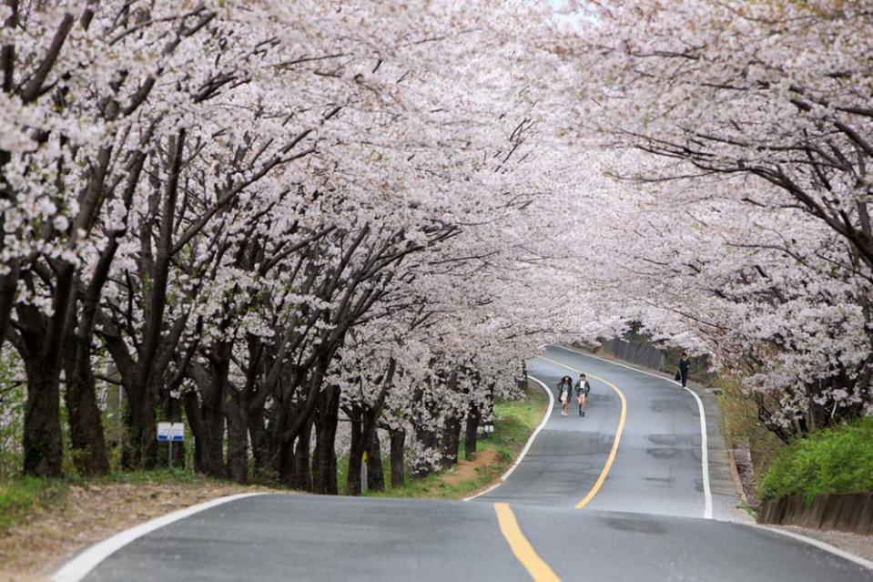 花開十里櫻花路（Photo by Kim Jiho, 韓國觀光公社提供）