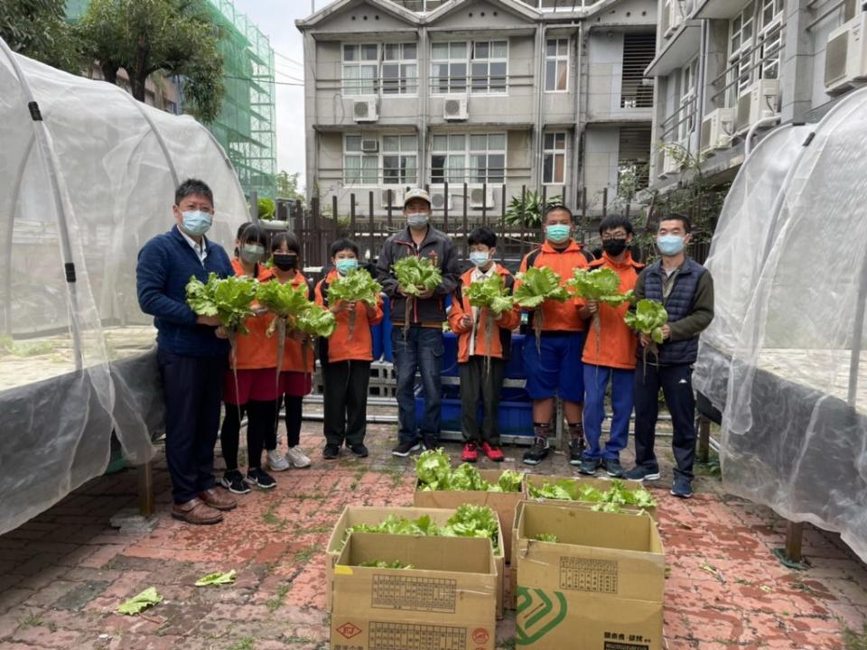 新市國中採收校內農場的結球萵苣，送給學校所在地的港墘社區。（記者林相如攝）