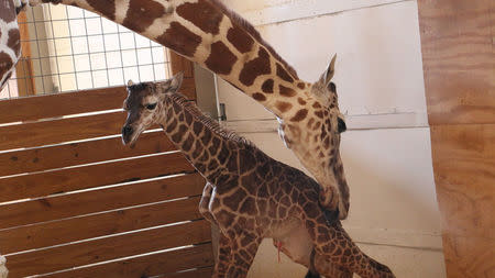 April helps her newly born unamed baby giraffe stand at the Animal Adventure Park, in Harpursville, New York, U.S. April 15, 2017. Animal Adventure Park/Handout via REUTERS