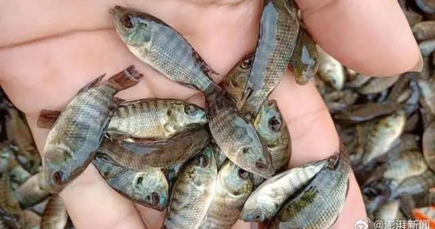 大陸廣西近日有網友反映，非洲羅非魚嚴重威脅河流魚類多樣性，希望有關部門集中捕撈。（圖／翻攝自微博）