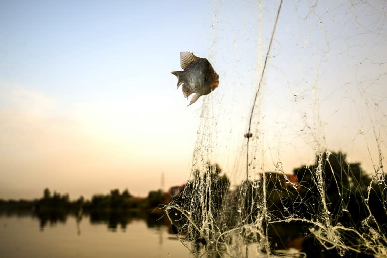 A fish is caught in a net on June 16, 2018, at Egypt's "Pharaonic Sea", about 80 kilometres (50 miles) north of Cairo