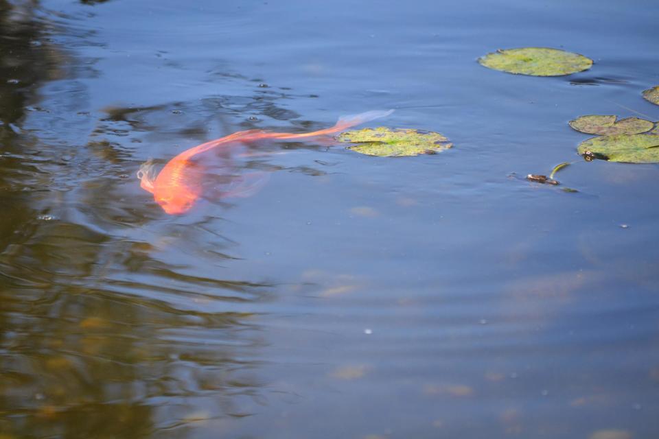 This undated photo provided by Kristen Alligood shows a koi fish swimming in Sonny Alansky's backyard pond in Rockledge, Fla. Backyard ponds, which range from small and simple to meandering and ornate, can become a passion for many gardeners. (AP Photo/Kristen Alligood)
