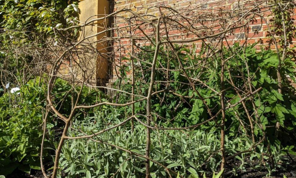 Isle of Wight County Press: Offcut hazel is used to create growing support for flowers and plants. Toby says you can used anything you have, including small bamboo sitcks with string intertwined. Because the flowers grow through the structures, they 'disappear'