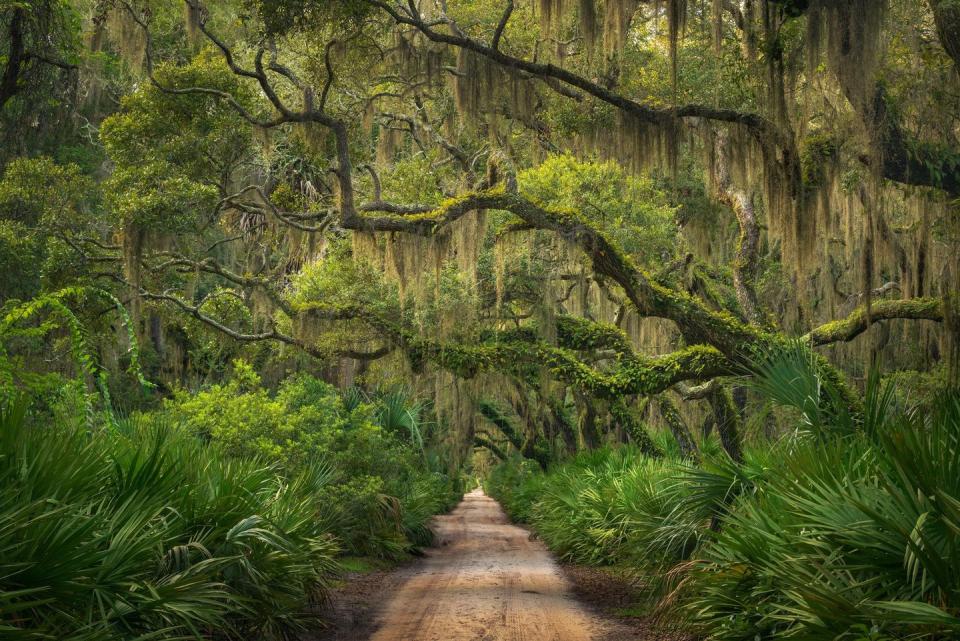 49) Cumberland Island, Georgia