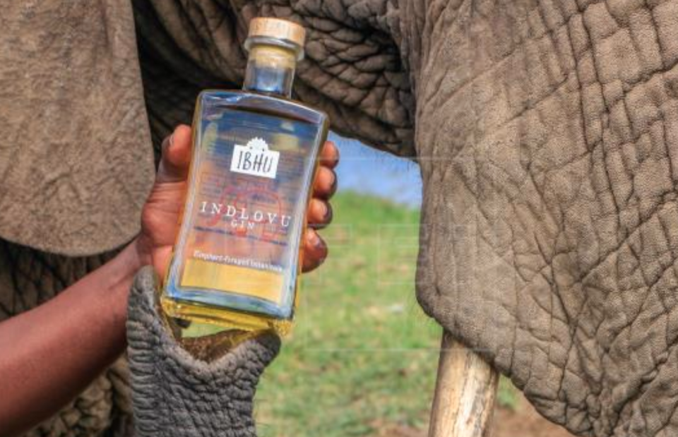 Bajo la etiqueta de "Indlovu Gin", un término que significa "elefante" en varios idiomas del sur de África, un matrimonio sudafricano comercializa la primera ginebra del mundo hecha con excremento de elefante de la sabana africana. EFE/ Erin Shattock /Ibhu 