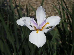 Perfect Plants White African Iris Live Plant, 1 Gallon, Includes Care Guide
