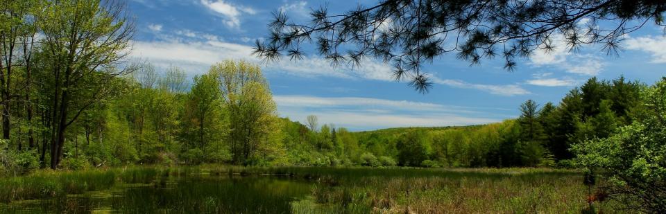 A marsh at the Binghamton University Nature Preserve.