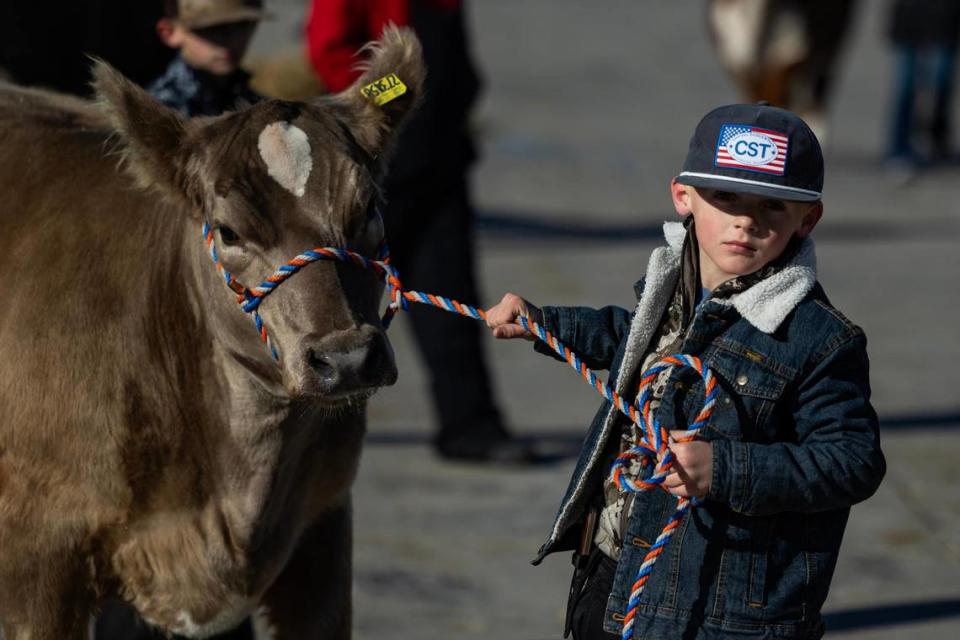 Cousins Tripp Jones, 8, and Riggin Purcell, 8, take their cow Goldilocks on a walk in the morning behind the Cattle 2 barn at the Fort Worth Stock Show and Rodeo.