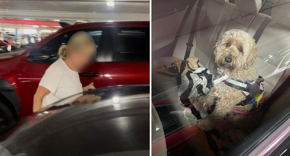 Left: Blonde woman wearing white T-shirt returning to her car at Warringah Mall. Right: small brown dog sitting in back seat of car. 