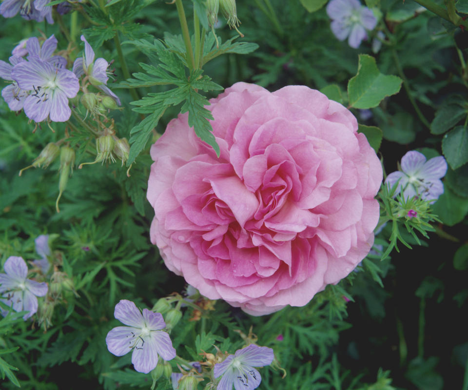 hardy geraniums and roses growing together in summer display