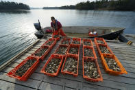 Oyster farmer Chris Burtis of Ferda Farms unloads oysters harvested on the New Meadows River, Sunday, April 25, 2021, in Brunswick, Maine. Oysters from the farm are being used to establish a new population in New Hampshire. (AP Photo/Robert F. Bukaty)