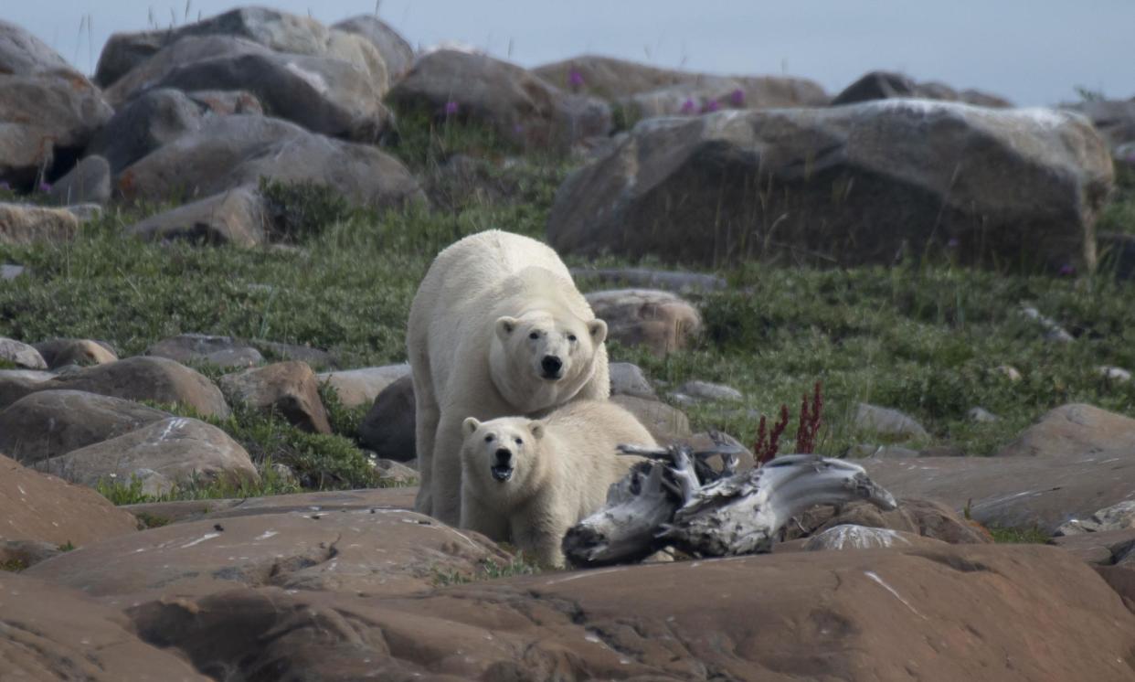 <span>A female polar bear and her cub look for something to eat on the shoreline of the Hudson Bay near Churchill, Manitoba.</span><span>Photograph: Olivier Morin/AFP/Getty Images</span>