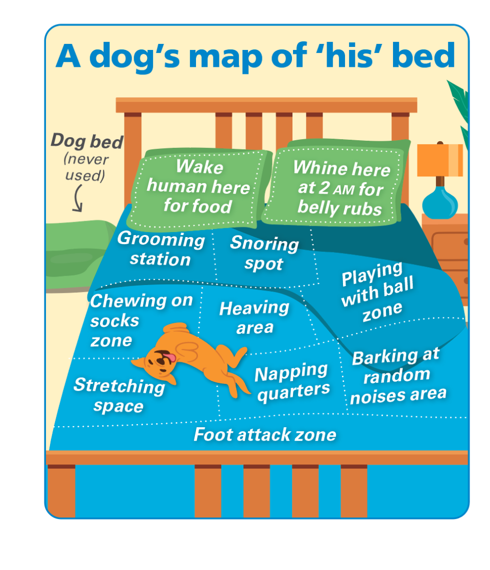 Dog jokes: how dogs sleep in our beds is crazy 